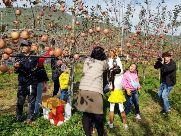 [크기변환]장성군 삼서면 드림빌사과테마공원마을에서 사과 수확체험을 하고 있는 방문객의 모습 (2).JPG