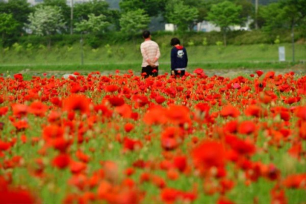 [크기변환]장성 황룡강, 따사로운 햇살을 가득 머금은 붉은 꽃양귀비가 선명한 꽃잎을 뽐내고 있다 (1).JPG