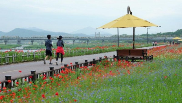 [크기변환]장성 황룡강, 따사로운 햇살을 가득 머금은 붉은 꽃양귀비가 선명한 꽃잎을 뽐내고 있다 (4).JPG