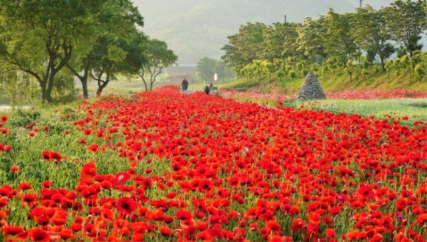 [크기변환]장성 황룡강, 따사로운 햇살을 가득 머금은 붉은 꽃양귀비가 선명한 꽃잎을 뽐내고 있다 (3).JPG