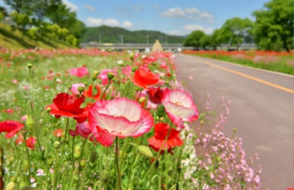 [크기변환]장성 황룡강, 따사로운 햇살을 가득 머금은 붉은 꽃양귀비가 선명한 꽃잎을 뽐내고 있다 (2).JPG