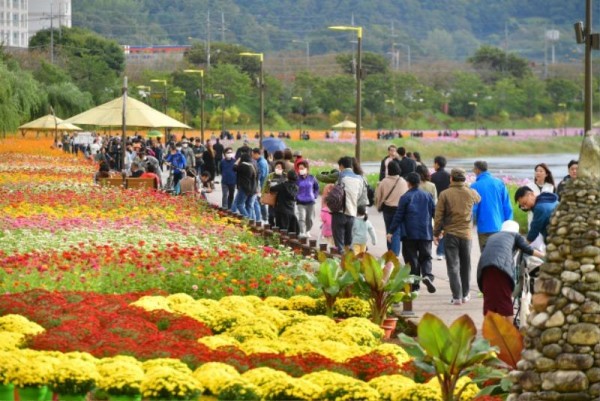 [크기변환]16일 막을 내린 장성 황룡강 가을꽃축제에 43만 명이 방문했다. 향토식당 등에서 거둔 매출액은 5억 5000만 원이 넘었다 (1).JPG