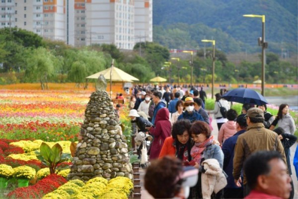 [크기변환]16일 막을 내린 장성 황룡강 가을꽃축제에 43만 명이 방문했다. 향토식당 등에서 거둔 매출액은 5억 5000만 원이 넘었다 (2).JPG