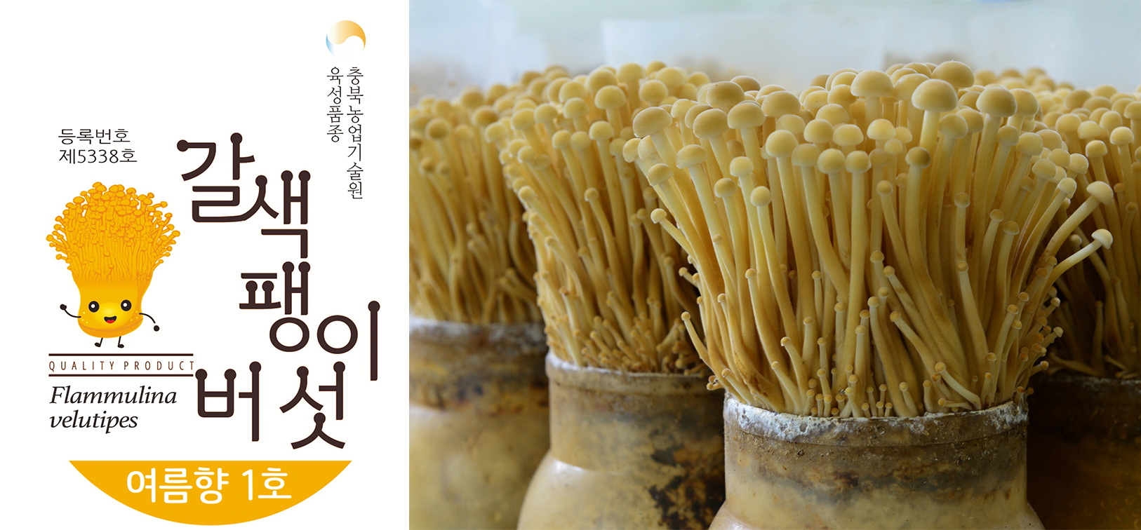 충북농기원, 갈색 팽이버섯 포장 디자인 특허출원