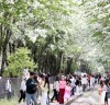 ‘이팝나무 명소’ 팔복동 철길, 시민들을 위해 한시 개방
